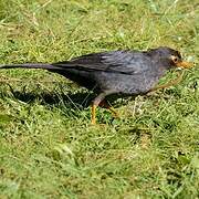 Indian Blackbird