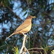 Clay-colored Thrush