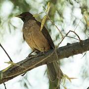 Clay-colored Thrush