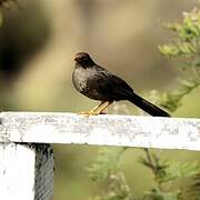 Great Thrush