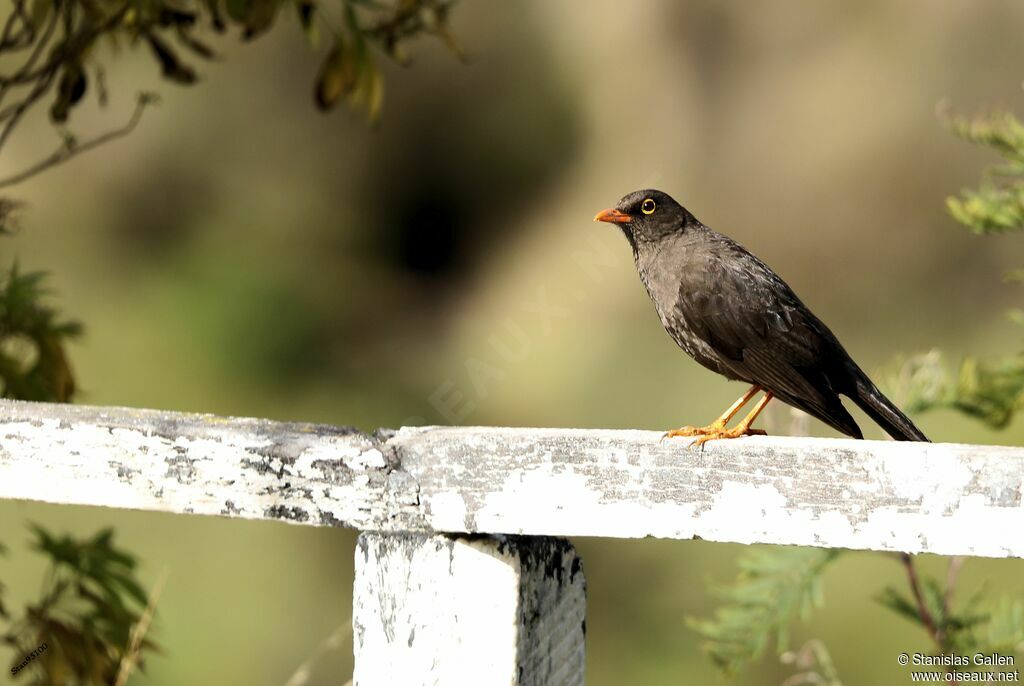 Great Thrush female adult