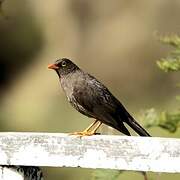 Great Thrush