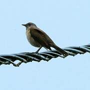 Pale-breasted Thrush