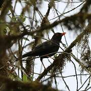 Glossy-black Thrush