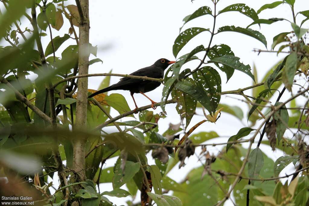 Glossy-black Thrush male adult breeding, habitat