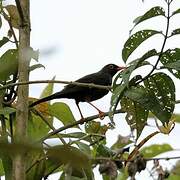 Glossy-black Thrush