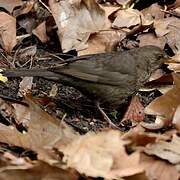 Common Blackbird