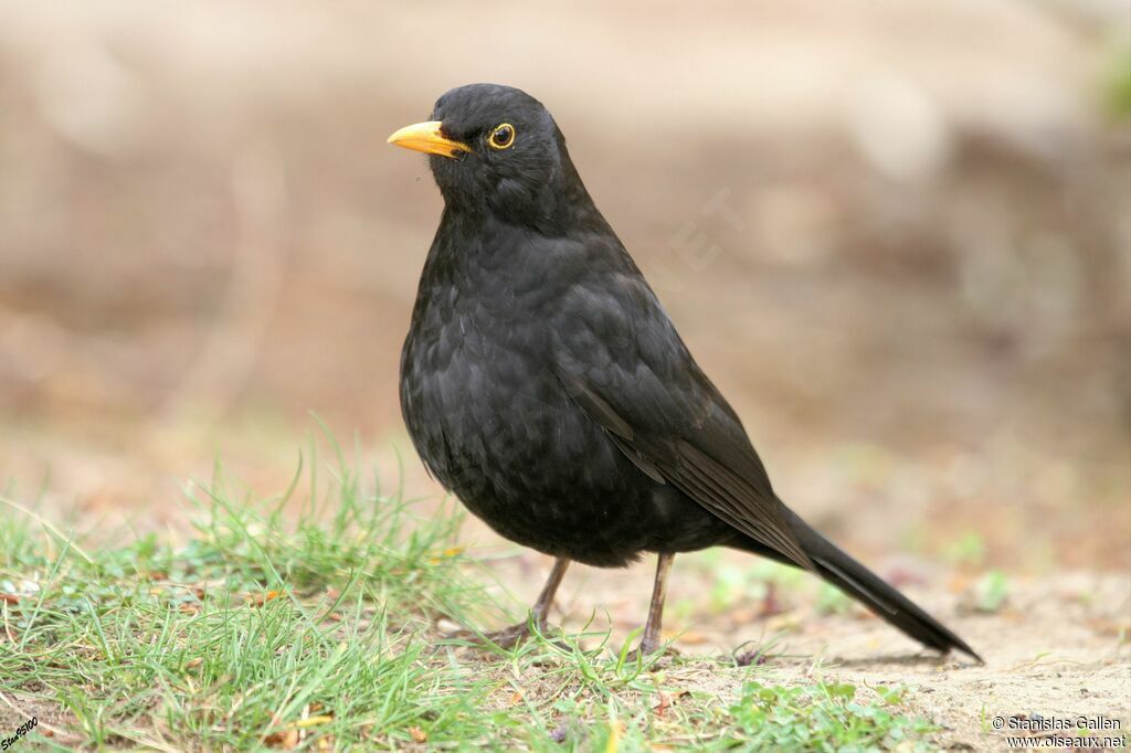 Common Blackbird male adult post breeding