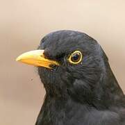 Common Blackbird