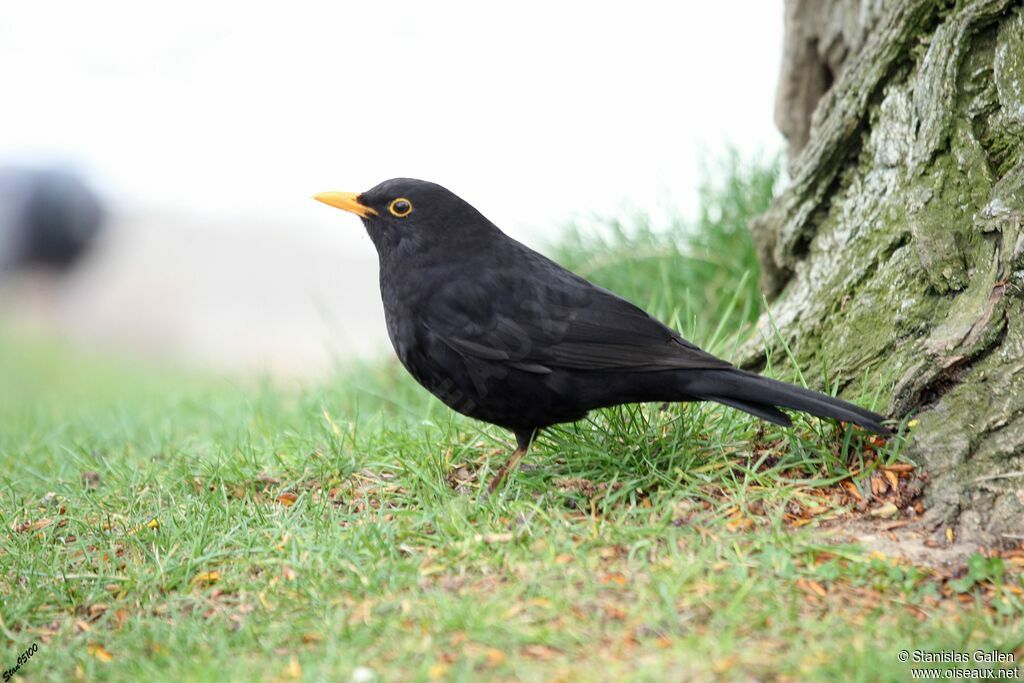 Common Blackbird male adult post breeding