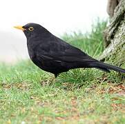 Common Blackbird