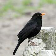 Common Blackbird