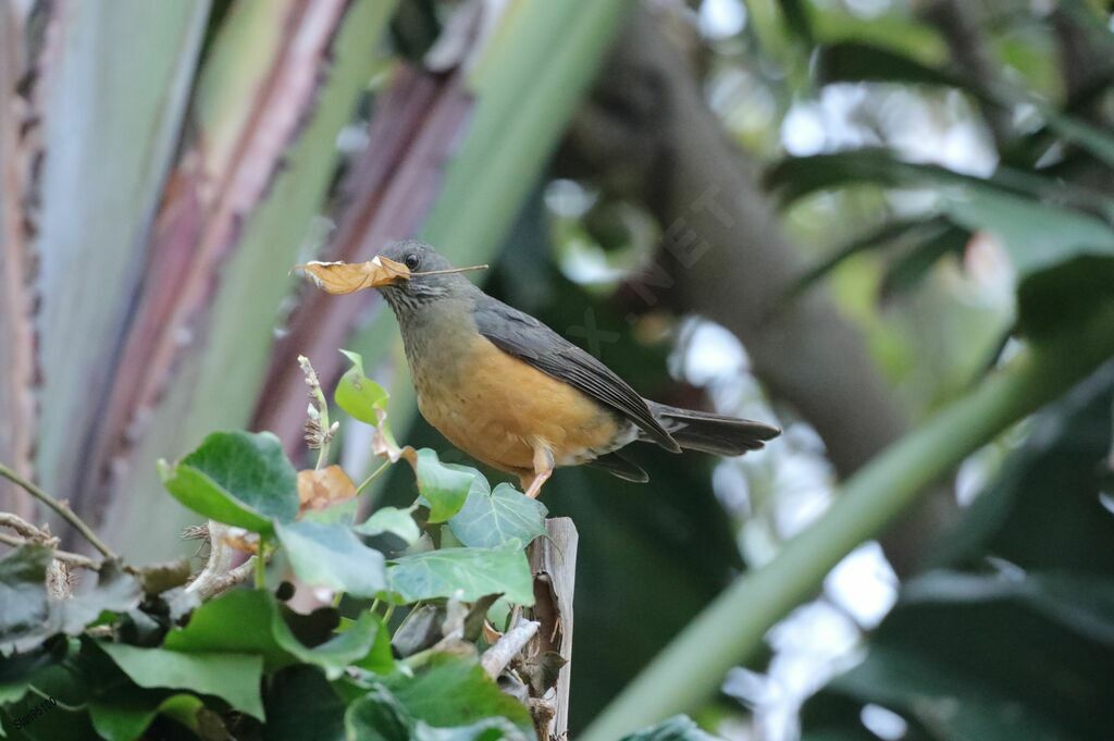 Olive Thrush male adult breeding, Reproduction-nesting