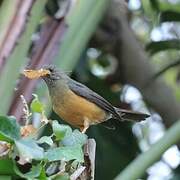 Olive Thrush