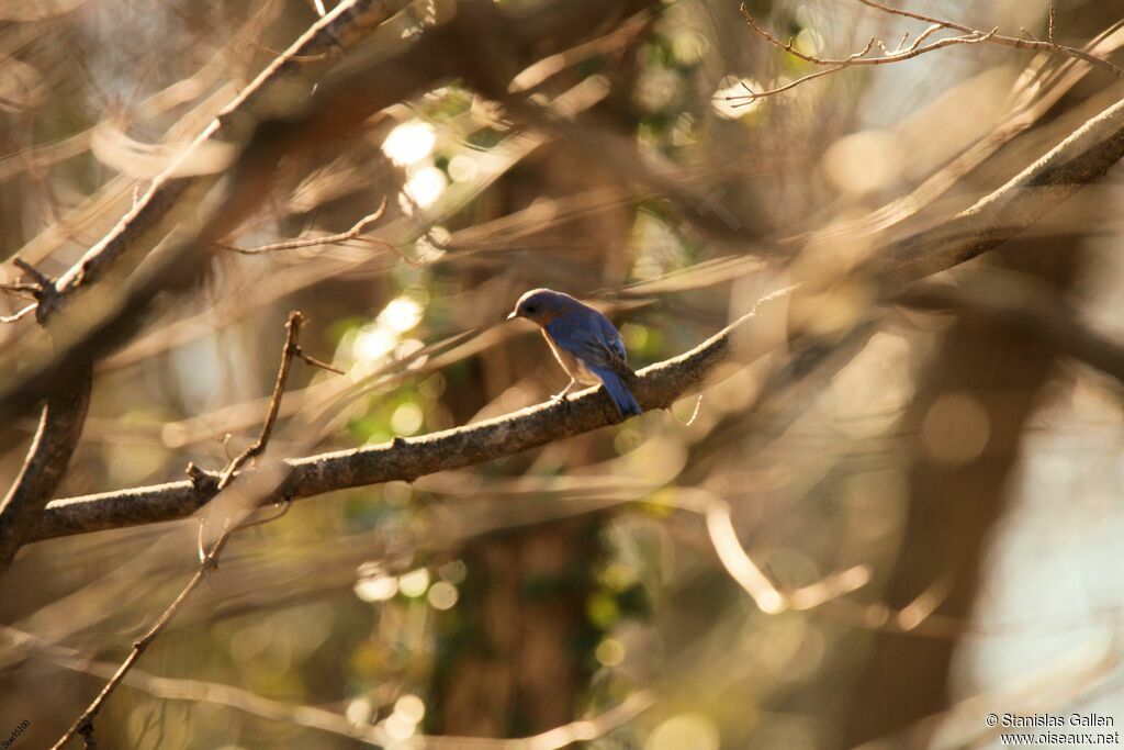 Eastern Bluebird male adult