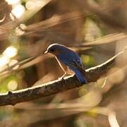 Eastern Bluebird