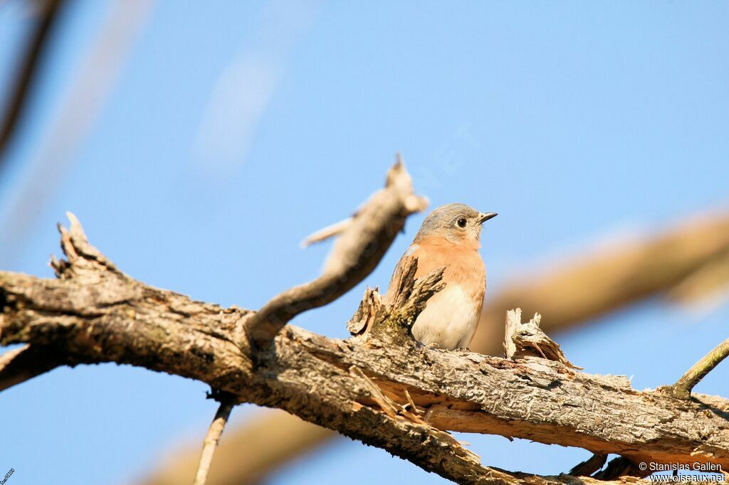 Eastern Bluebirdadult post breeding