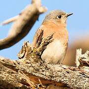 Eastern Bluebird