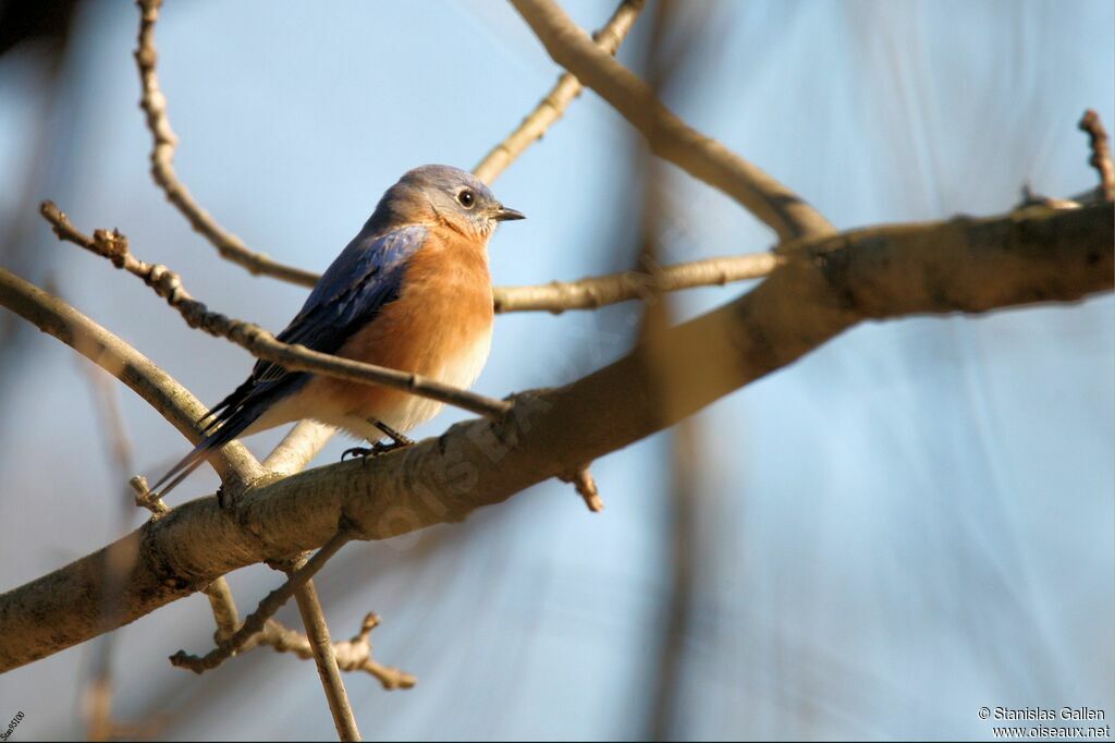 Eastern Bluebird male adult post breeding