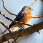 Eastern Bluebird