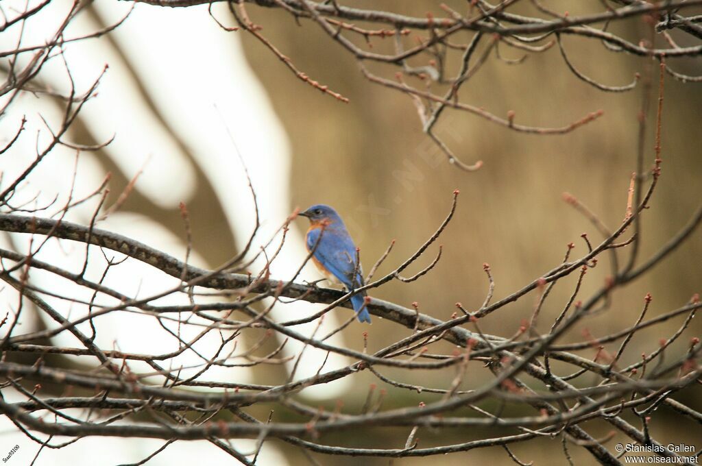 Eastern Bluebird male adult post breeding