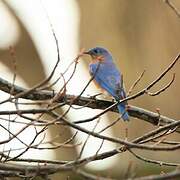 Eastern Bluebird