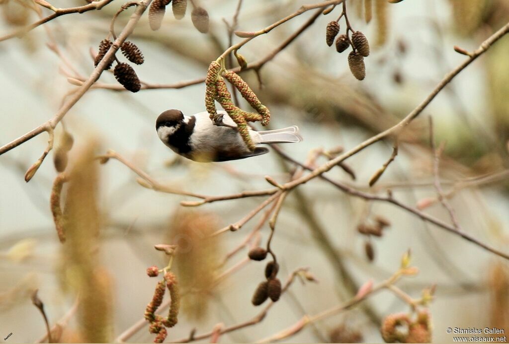 Chestnut-backed Chickadeeadult transition