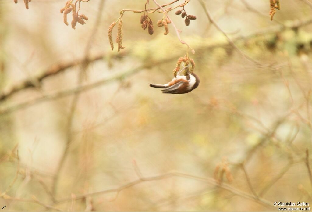 Mésange à dos marronadulte transition