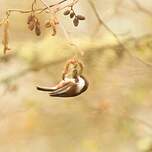 Mésange à dos marron