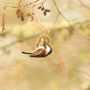 Chestnut-backed Chickadee