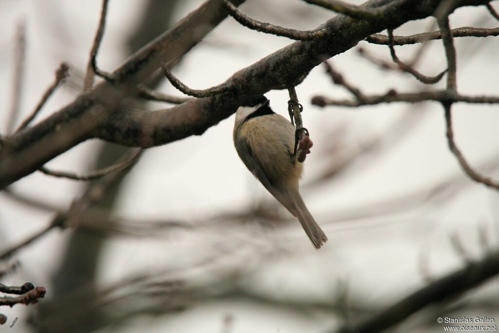 Mésange à tête noireadulte transition