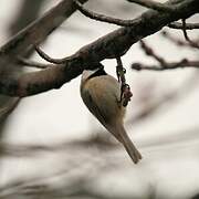 Black-capped Chickadee