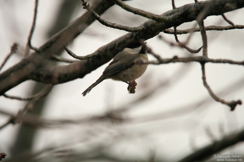 Black-capped Chickadeeadult transition