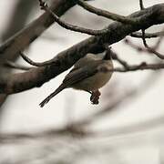 Black-capped Chickadee