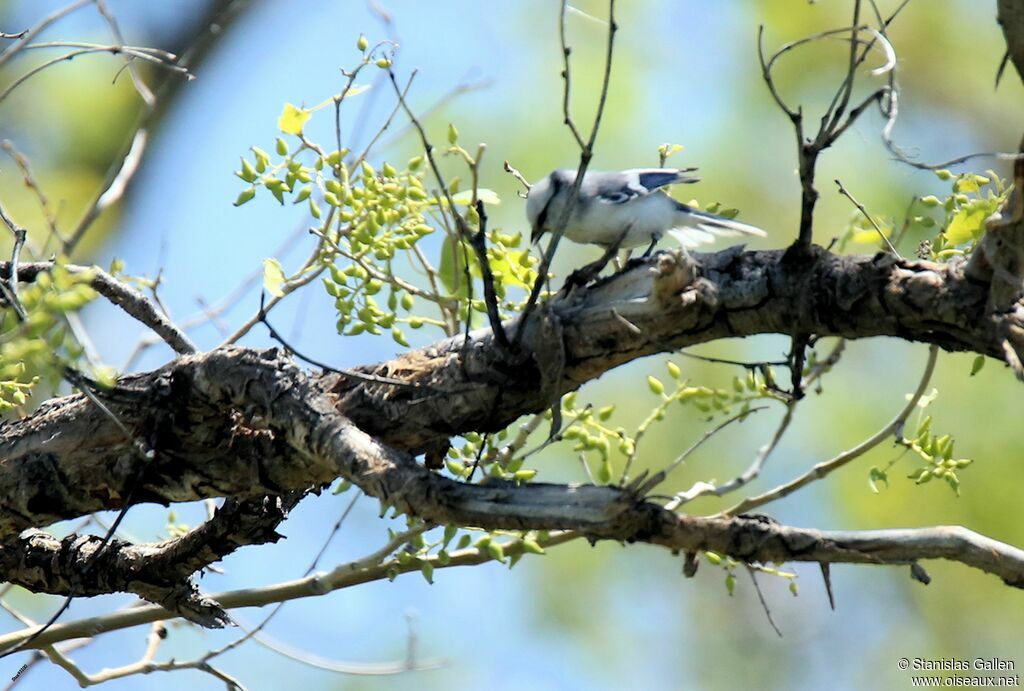 Mésange azuréeadulte nuptial