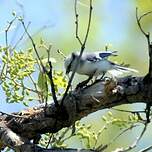 Mésange azurée