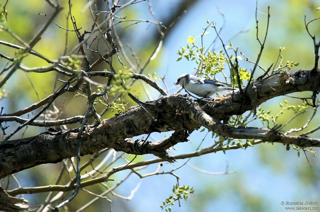 Mésange azuréeadulte nuptial