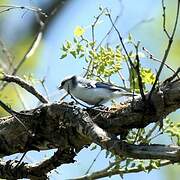 Azure Tit