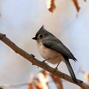 Mésange bicolore