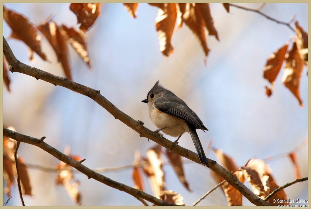 Tufted Titmouseadult transition