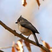 Tufted Titmouse