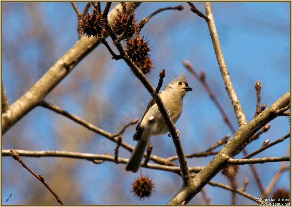 Tufted Titmouseadult transition