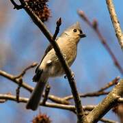 Tufted Titmouse