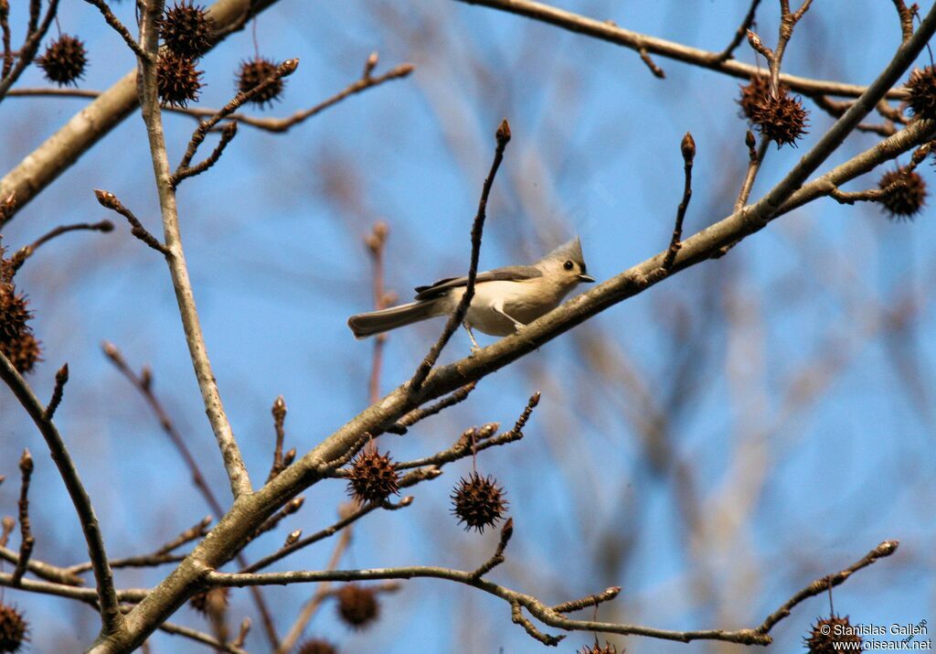 Mésange bicoloreadulte transition