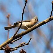 Tufted Titmouse