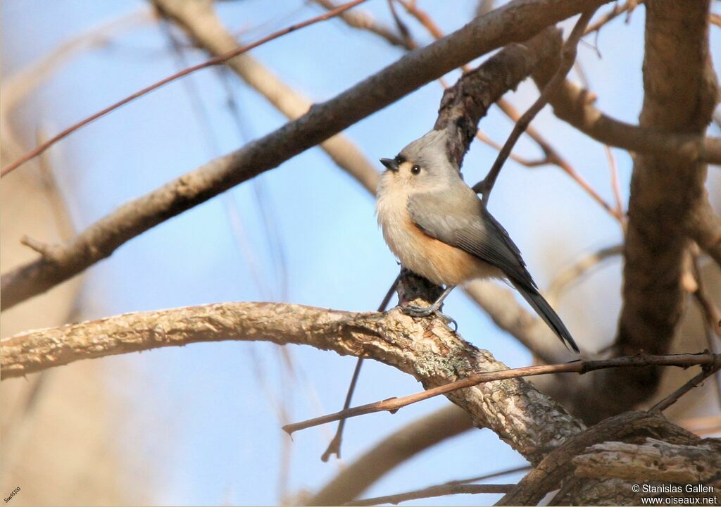 Mésange bicolore