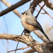 Tufted Titmouse