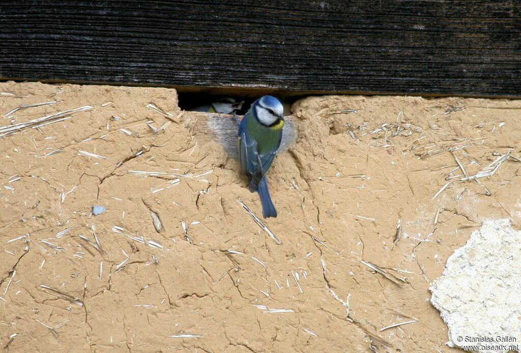 Eurasian Blue Titadult breeding, Reproduction-nesting