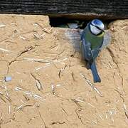 Eurasian Blue Tit