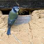 Mésange bleue